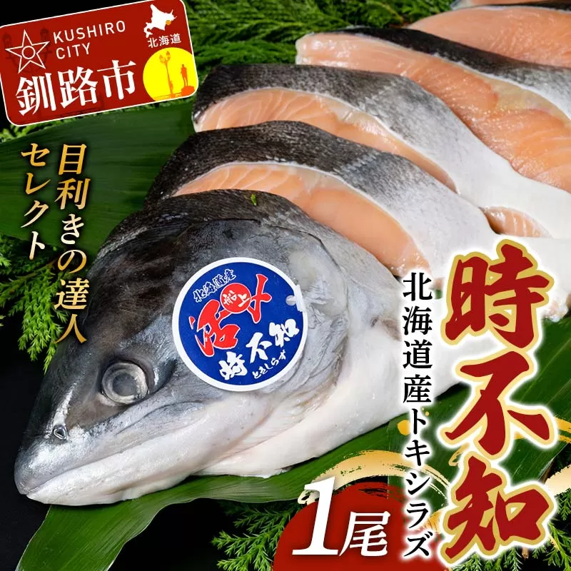 【期間限定！寄附額改定↓！】【目利きの達人セレクト】天然 時不知 （トキシラズ） 白鮭 1尾 希少 初夏の鮭 脂のり抜群 時鮭 鮭 海鮮 魚 鮮魚 さけ サケ しゃけ シャケ 時不知 ときしらず 北海道 釧路市 F5F-0073