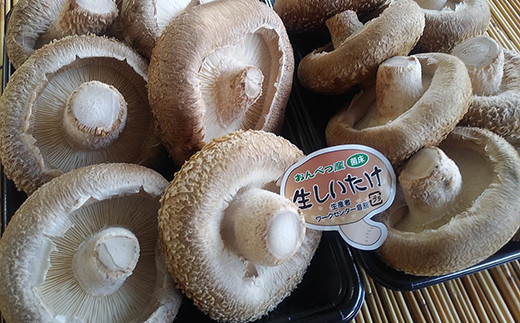 北海道音別産 菌床ジャンボ生しいたけ 280g×2パック しいたけ