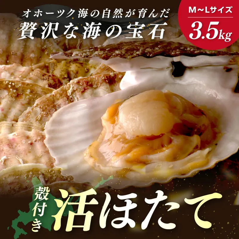 北海道オホーツク産 漁師直送 殻付きプレミアムホタテ 3.5kg ( 魚介 海鮮 貝 ホタテ ほたて 帆立 生食 炙り焼き バター焼き )【197-0006】