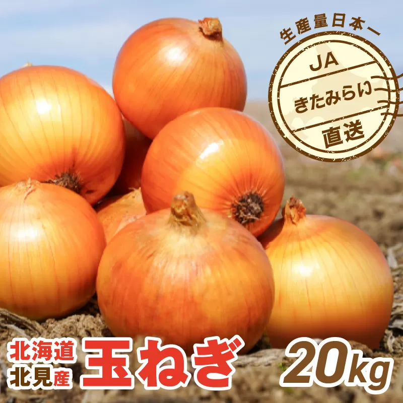 JAきたみらい産 玉ねぎ Lサイズ 20kg ( タマネギ たまねぎ 野菜 )【210-0004】