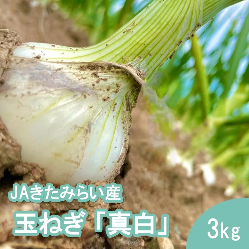 【予約:2027年8月発送】JAきたみらい産 玉ねぎ 真白 3kg ( 玉葱 たまねぎ 野菜 ましろ )【225-0002】