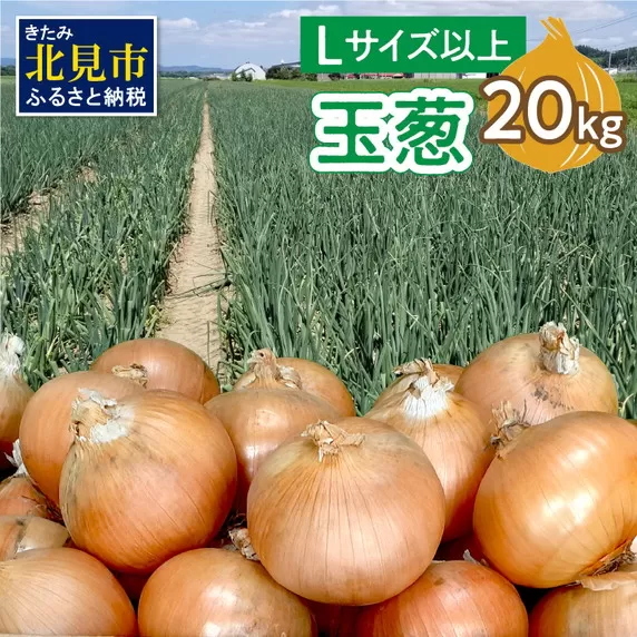 【予約：2025年11月から順次発送】玉葱 20kg Lサイズ以上 ( 玉ねぎ たまねぎ 野菜 20キロ 期間限定 ふるさと納税 玉ねぎ生産量日本一 北見市産 )【148-0007-2025】