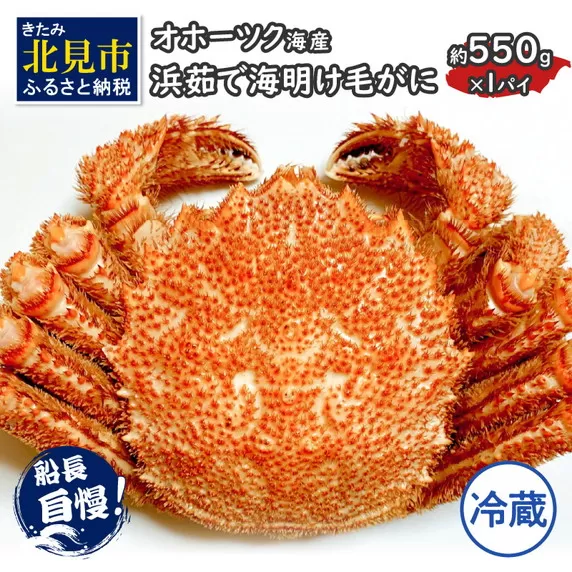 【予約：2026年3月下旬から順次発送】【旬の浜ゆで毛ガニを冷蔵便で】オホーツク海産 浜茹で海明け毛がに 約550g×1パイ 冷蔵 ( かに 蟹 魚介類 海鮮 )【114-0027-2026】