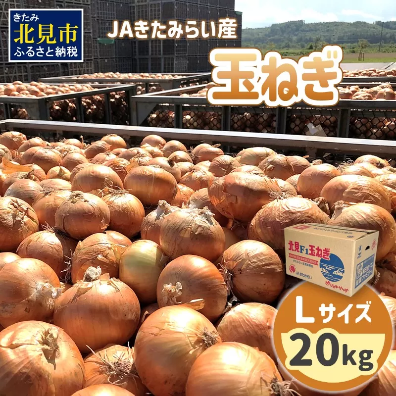 【予約：2025年9月上旬から順次発送】JAきたみらい産 玉ねぎ Lサイズ 20kg ( タマネギ たまねぎ 野菜 )【210-0002】