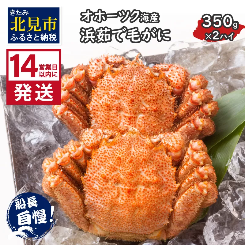 《14営業日以内に発送》オホーツク海産 浜茹で毛がに 350g×2ハイ 冷凍 ( かに カニ 毛ガニ 魚介類 蟹 )【114-0021-2024】
