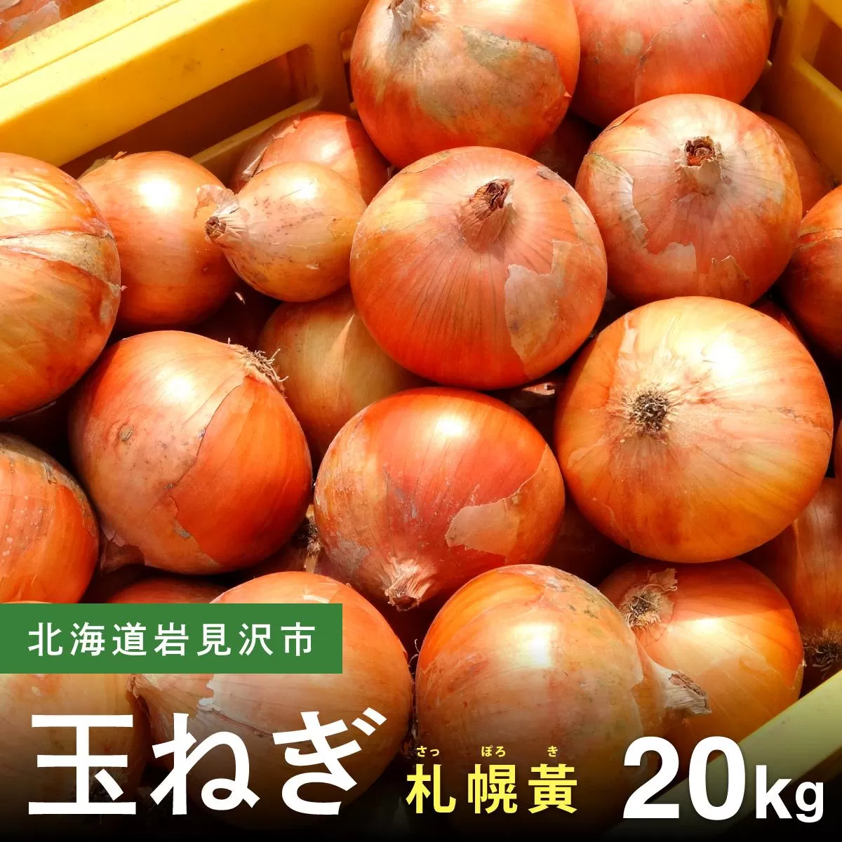 【先行予約】幻の玉ねぎ！札幌黄（さっぽろき）20kg [a168-012] たまねぎ 玉葱 タマネギ 国産 まとめ買い 業務用 贈り物 野菜 美味しい 送料無料 新鮮野菜 健康 和食 レストラン 国産野菜 採れたて 農家直送 産地直送 北海道 岩見沢市