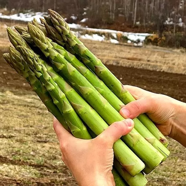 北海道岩見沢産グリーンアスパラ Lサイズ1kg【a142-001】