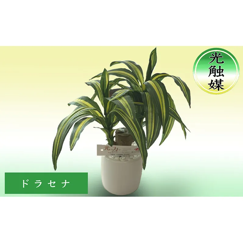 光触媒 造花 ドラセナ 約25cm 観葉植物 フェイクグリーン 抗菌 浄化 消臭 インテリア おしゃれ フェイク 卓上 北海道 芦別市