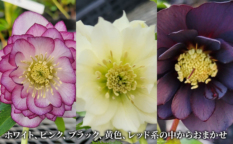 数量限定】北海道芦別市 石黒花園 クリスマスローズ ダブル 2鉢