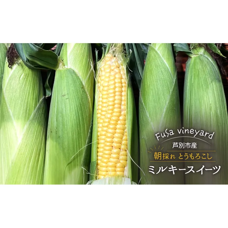 北海道芦別市産 とうもろこし ミルキースイーツ 10～12本 朝採れ 当日出荷 数量限定 生食可 FuSa vineyard 夏野菜