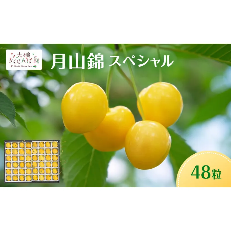 【先行予約】さくらんぼ 月山錦 スペシャル 48粒 化粧箱入 特選 大粒 フルーツ 完熟 サクランボ 果物 デザート 贈り物 ギフト 北海道 芦別市 送料無料