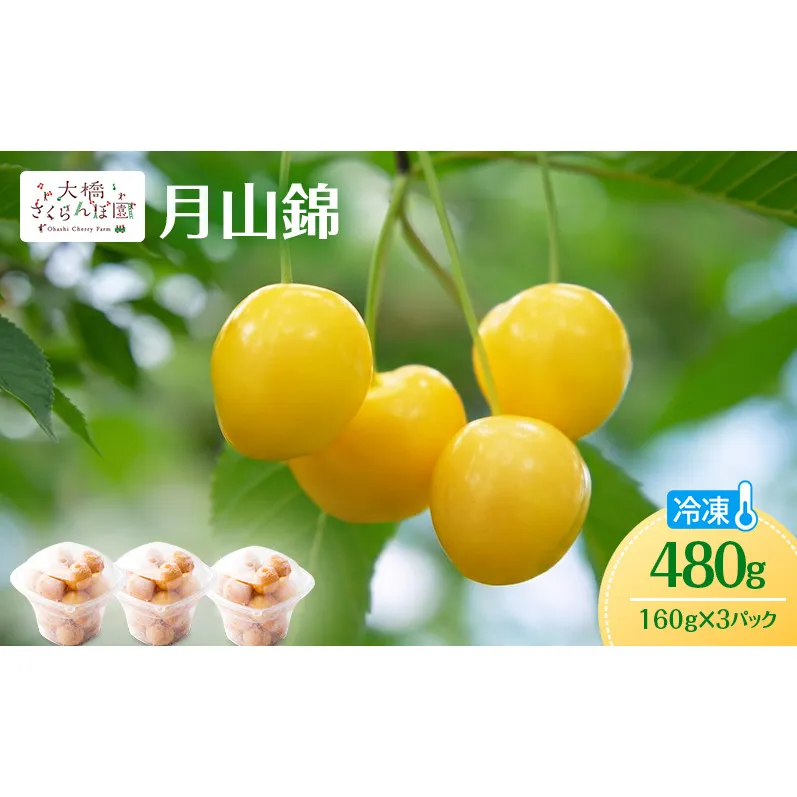 冷凍さくらんぼ 月山錦 160g × 3パック 480g 黄色いさくらんぼ 希少種 さくらんぼの女王 急速冷凍 完熟 フルーツ 果物 デザート シャーベット 北海道 芦別市