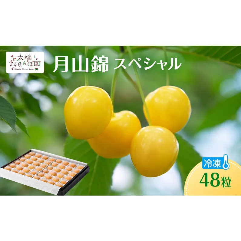 冷凍さくらんぼ 月山錦 スペシャル 48粒 化粧箱入 黄色いさくらんぼ 希少種 大粒 大容量 完熟 フルーツ 果物 デザート 北海道 芦別市