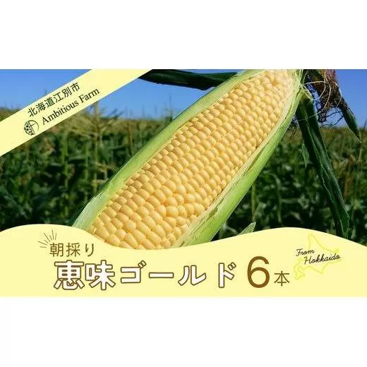 【先行予約】北海道江別産 Ambitious Farm とうもろこし　恵味ゴールド　(6本）2025年8月より発送開始