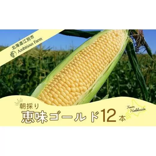 【先行予約】北海道江別産Ambitious Farm とうもろこし　恵味ゴールド　(12本）2025年8月より発送開始