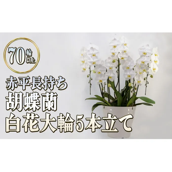 赤平長持ち胡蝶蘭白花大輪5本立て（70輪以上）胡蝶蘭 花 ギフト プレゼント お祝い 贈り物  インテリア 植物 