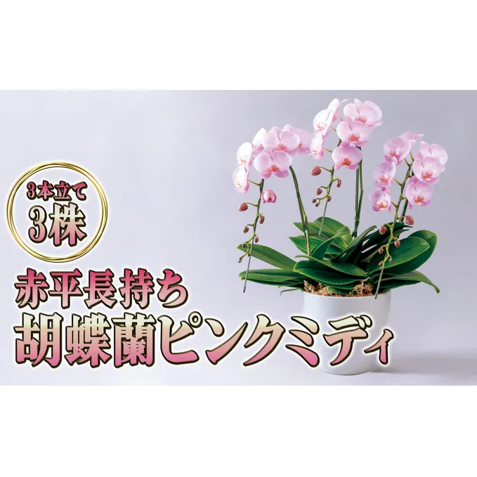 赤平長持ち胡蝶蘭ピンクミディ3株3本立て  胡蝶蘭 花 ギフト プレゼント お祝い 贈り物  インテリア 植物 