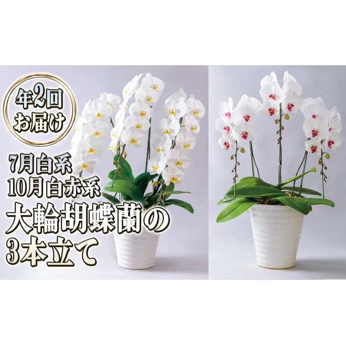 大輪胡蝶蘭の3本立ての年2回お届け（7月：白系、10月：白赤系）胡蝶蘭 花 ギフト プレゼント お祝い 贈り物  インテリア 植物 