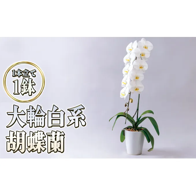 大輪白花系胡蝶蘭1本立て 胡蝶蘭 花 ギフト プレゼント お祝い 贈り物  インテリア 植物 