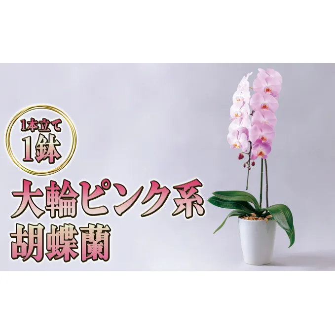 大輪ピンク系胡蝶蘭1本立て 胡蝶蘭 花 ギフト プレゼント お祝い 贈り物  インテリア 植物 