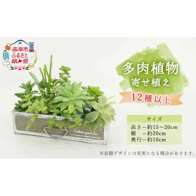 多肉植物寄せ植え 12種以上 観葉植物 植物 観葉 おすすめ おしゃれ インテリア 室内 記念日 誕生日 プレゼント 贈答 贈り物 初心者 オフィス ギフト 栽培 園芸
