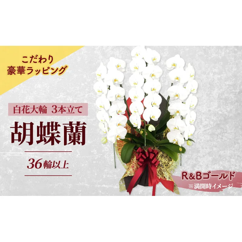 [こだわり豪華ラッピング]赤平長持ち胡蝶蘭白花大輪3本立て (36輪以上) R&Bゴールド 胡蝶蘭 花 ギフト プレゼント お祝い 贈り物 インテリア 植物