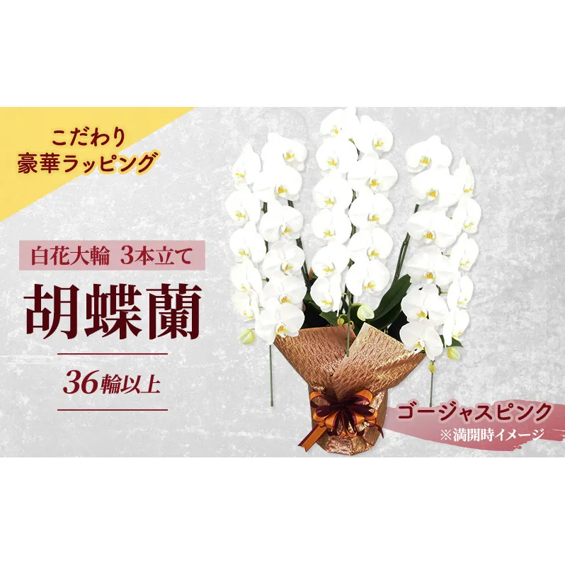 [こだわり豪華ラッピング]赤平長持ち胡蝶蘭白花大輪3本立て (36輪以上) ゴージャスピンク 胡蝶蘭 花 ギフト プレゼント お祝い 贈り物 インテリア 植物