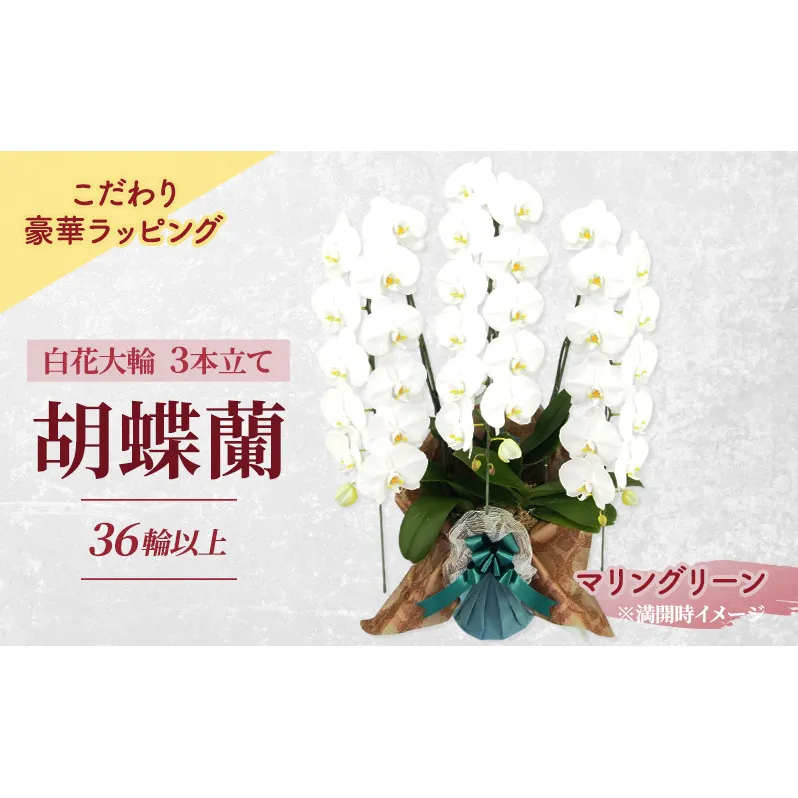 [こだわり豪華ラッピング]赤平長持ち胡蝶蘭白花大輪3本立て (36輪以上) マリングリーン 胡蝶蘭 花 ギフト プレゼント お祝い 贈り物 インテリア 植物