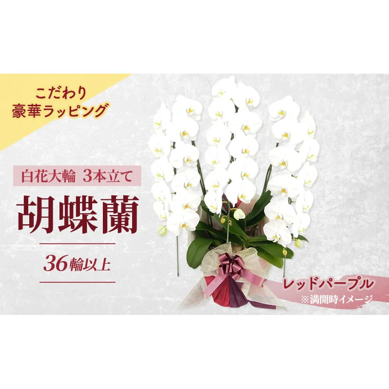 [こだわり豪華ラッピング]赤平長持ち胡蝶蘭白花大輪3本立て (36輪以上) レッドパープル 胡蝶蘭 花 ギフト プレゼント お祝い 贈り物 インテリア 植物