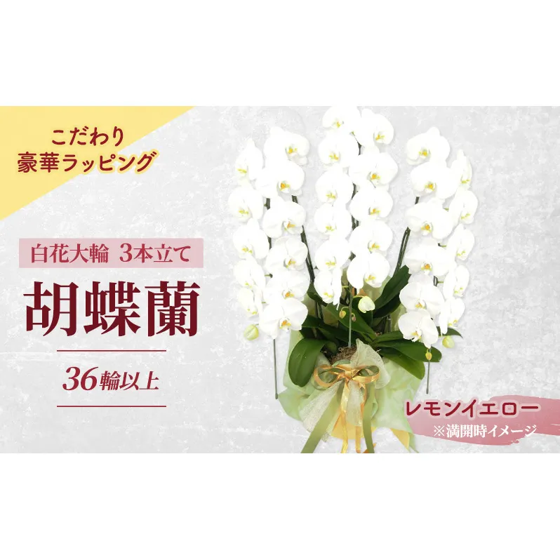 [こだわり豪華ラッピング]赤平長持ち胡蝶蘭白花大輪3本立て (36輪以上) レモンイエロー 胡蝶蘭 花 ギフト プレゼント お祝い 贈り物 インテリア 植物