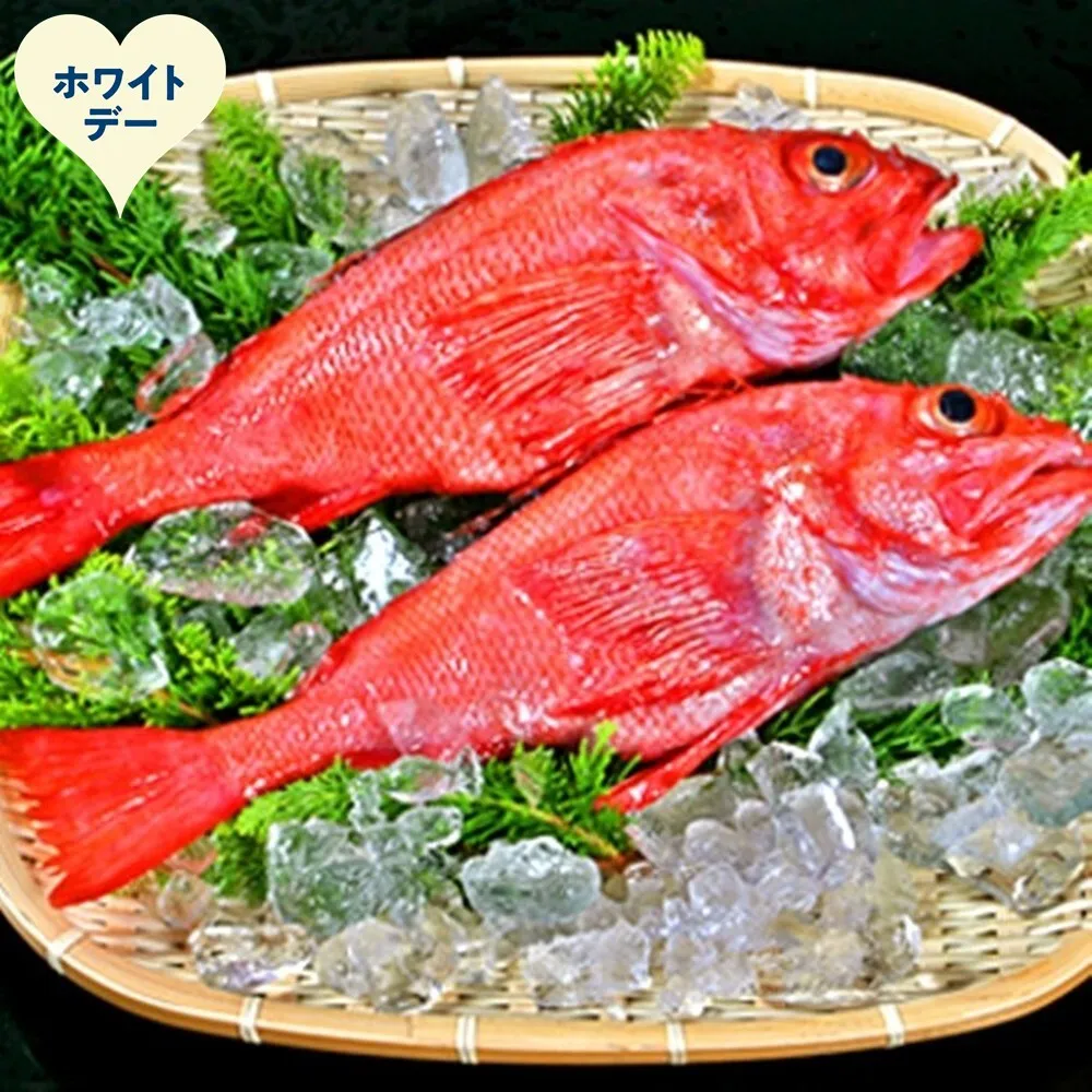 22-150 【ホワイトデー】キンキ(600g前後2尾)