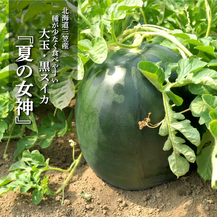 《2025年分受付中》『夏の女神』大玉！種が少なくて甘い黒皮スイカ1玉入（6〜8kg）【01061】