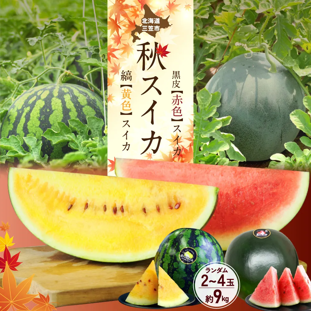 《2026年分受付中》秋に収穫される赤色スイカor黄色スイカ2〜4玉(約9kg)【01149】