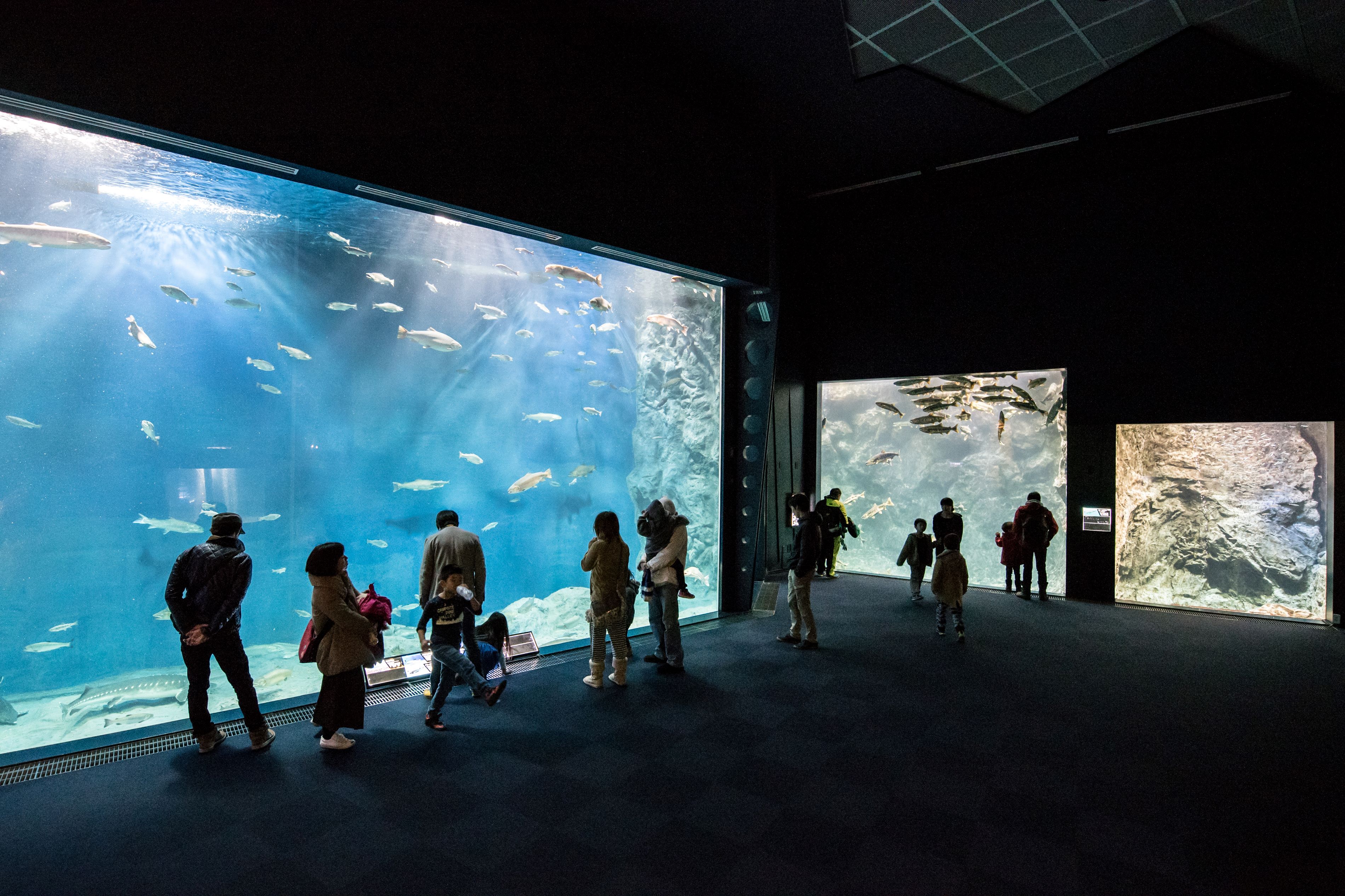 サケのふるさと千歳水族館