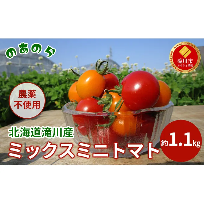 【2026年産先行受付】【栽培期間中 農薬不使用 】 北海道 滝川市 産 ミックス ミニトマト 約1.1kg （2026年7月中旬発送） トマト 野菜 やさい みにとまと