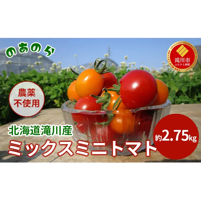 【2026年産先行受付】【栽培期間中 農薬不使用 】 北海道 滝川市 産 ミックス ミニトマト 約2.75kg （2026年7月中旬発送） トマト 野菜 やさい みにとまと