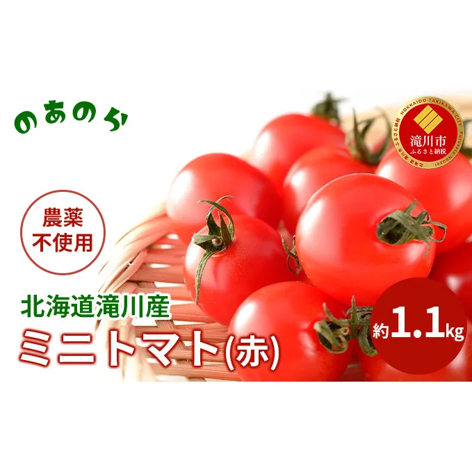 【2026年産先行受付】【栽培期間中 農薬不使用 】 北海道 滝川市 産 ミニトマト (赤) 約1.1kg （2026年7月中旬発送） トマト 野菜 やさい みにとまと