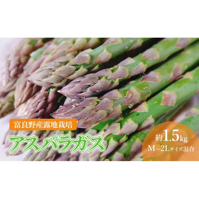 【2026年春発送】北海道 富良野産 アスパラガス M～2Lサイズ混合 約1.5kg 露地栽培 (山本農園) 野菜 新鮮 直送 朝採り アスパラガス 道産 北海道 ふらの 