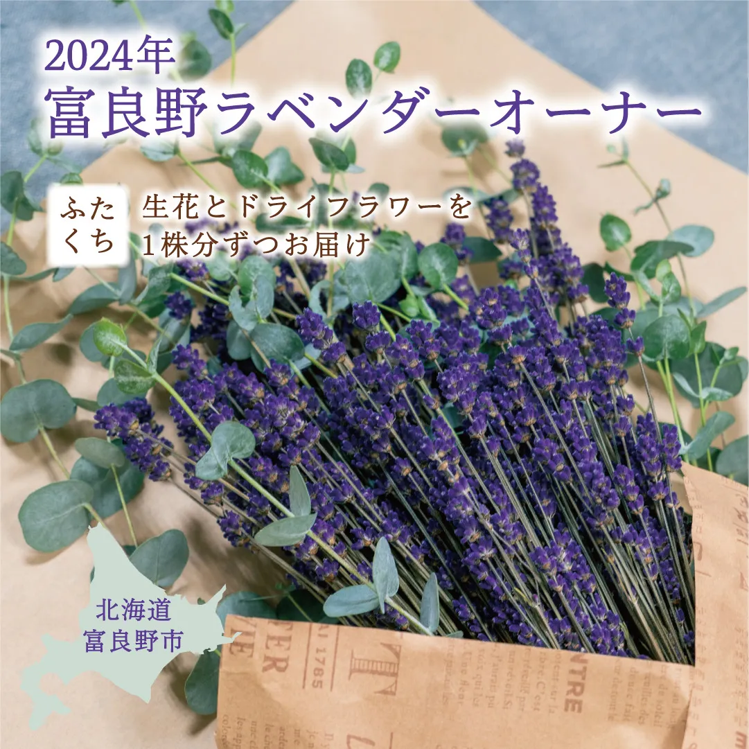 中富良野ラベンダー ドライフラワー 長め200本（中富良野