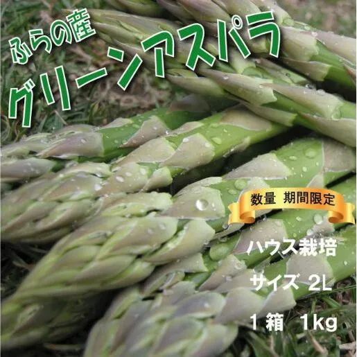 2026年春発送 ふらの産 グリーンアスパラ1kg［2Lサイズ］ハウス栽培 富良野 北海道 野菜 アスパラ 朝採り アスパラガス