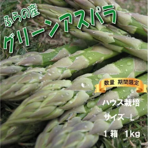 2026年春発送 ふらの産 グリーンアスパラ1kg［Lサイズ］ハウス栽培 富良野 北海道 野菜 アスパラ 朝採り アスパラガス