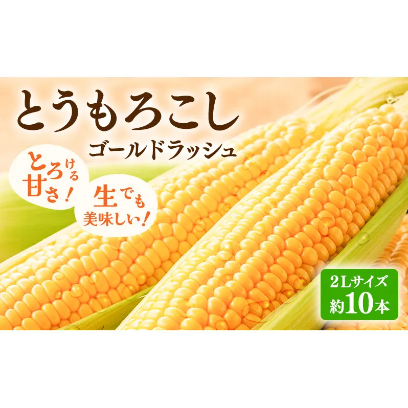【2025年先行受付】富良野産 とうもろこし ゴールドラッシュ 約10本 コーン とうきび トウモロコシ 2Lサイズ 野菜 甘い BBQ 北海道 富良野 ふらの