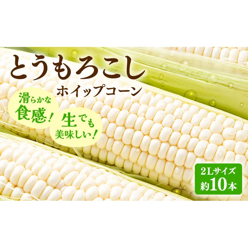 【2025年先行受付】富良野産 とうもろこし ホワイトコーン 約10本 コーン とうきび トウモロコシ ホイップコーン 2Lサイズ 野菜 甘い BBQ 北海道 富良野 ふらの