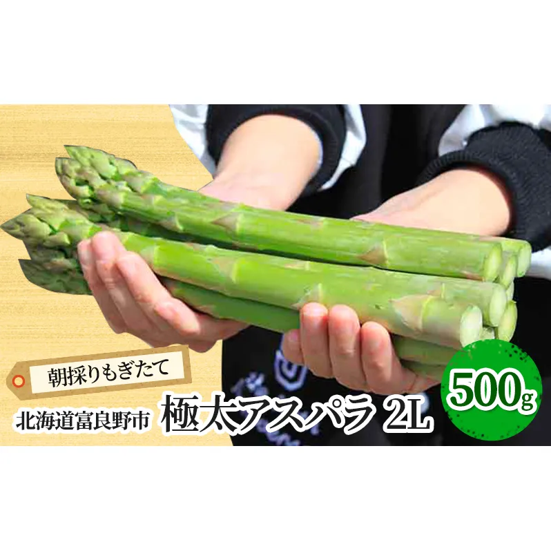 【2026年春発送】極太 グリーンアスパラ 2Lサイズ 500g 北海道 富良野市産 (スイートベジタブルファクトリー) 野菜 新鮮 直送 朝採り アスパラガス 道産 北海道 ふらの