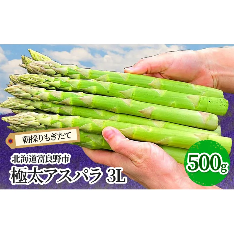 【2026年春発送】極太 グリーンアスパラ 3Lサイズ 500g 北海道 富良野市産 (スイートベジタブルファクトリー) 野菜 新鮮 直送 朝採り アスパラガス 道産 北海道 ふらの
