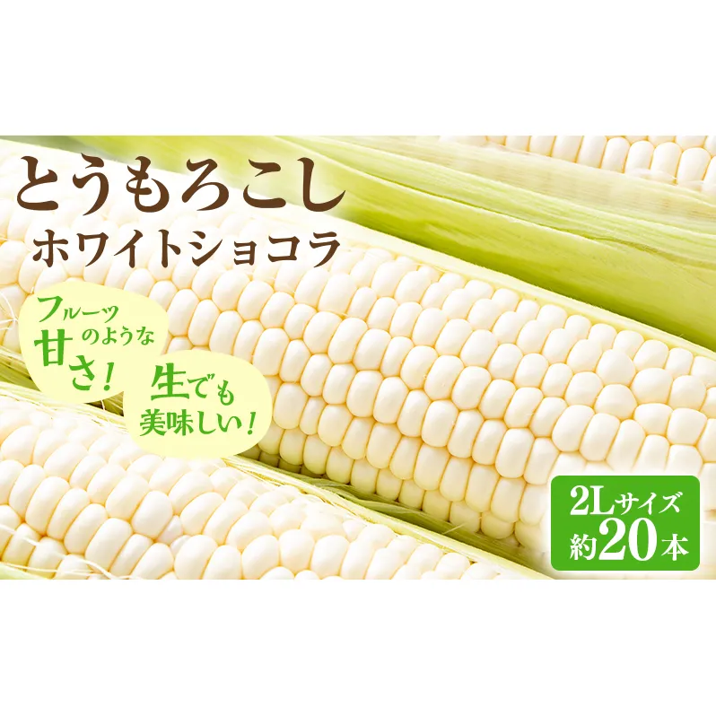 【2026年先行受付】富良野産 とうもろこし ホワイトコーン 約20本 コーン とうきび トウモロコシ ホワイトショコラ 2Lサイズ 野菜 甘い BBQ 北海道 富良野 ふらの