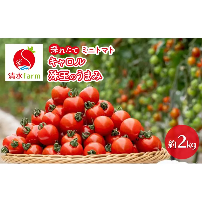 【2026年7月発送】富良野産 採れたて直送! ミニトマト 「キャロル10」「殊玉のうまみ」 各1kg【約2kg】 (清水farm) トマト ミニトマト とまと 野菜 新鮮 甘い 季節限定 北海道 富良野 ふらの