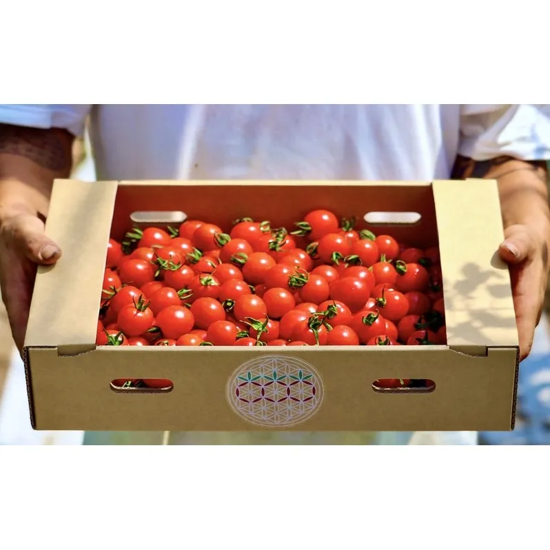 【2026年夏発送】富良野産 ミニトマト (赤) 約3kg (阿部農園) トマト ミニトマト 野菜 新鮮 農家直送 北海道 富良野市