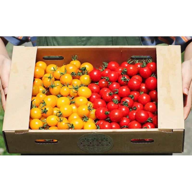 【2026年夏発送】富良野産 ミニトマト (赤・黄) 詰め合わせ 約3kg (阿部農園) トマト ミニトマト 野菜 新鮮 農家直送 北海道 富良野市