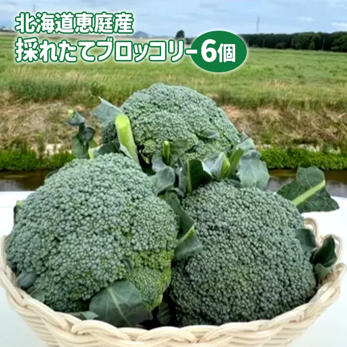 北海道恵庭産採れたてブロッコリー6個【80001001】